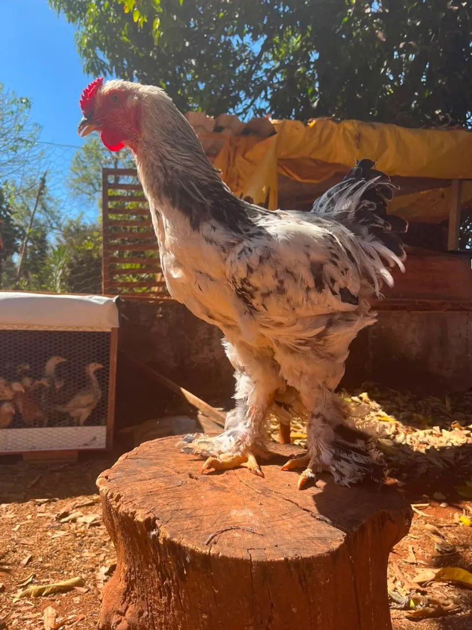 Frango Brahma Light  - Foto 3