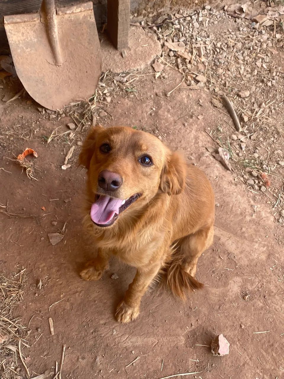 Cachorro Macho  - Foto 2