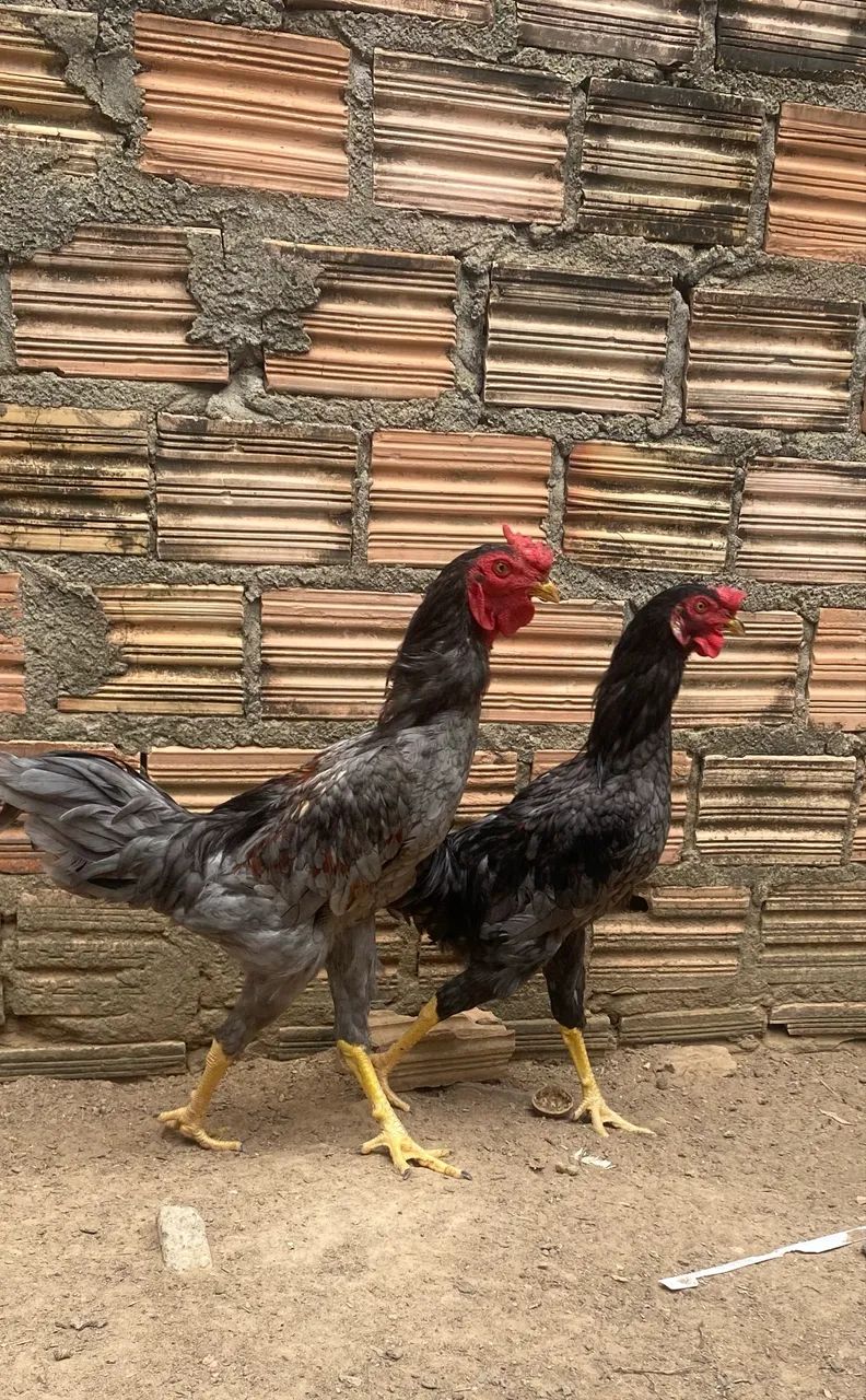 Vende-se frango caipira  - Foto 4