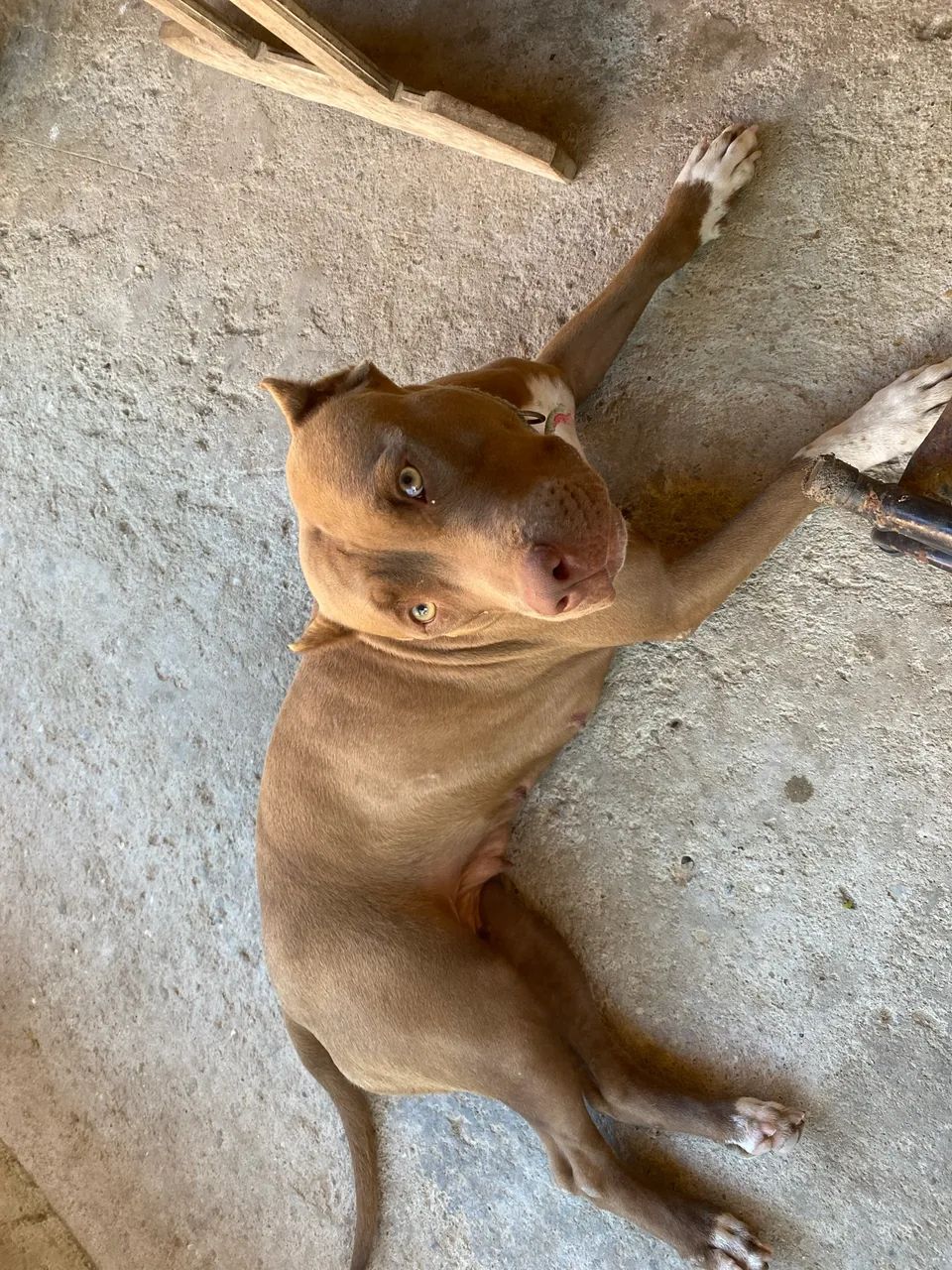 Dálmata e pit bull  - Foto 5