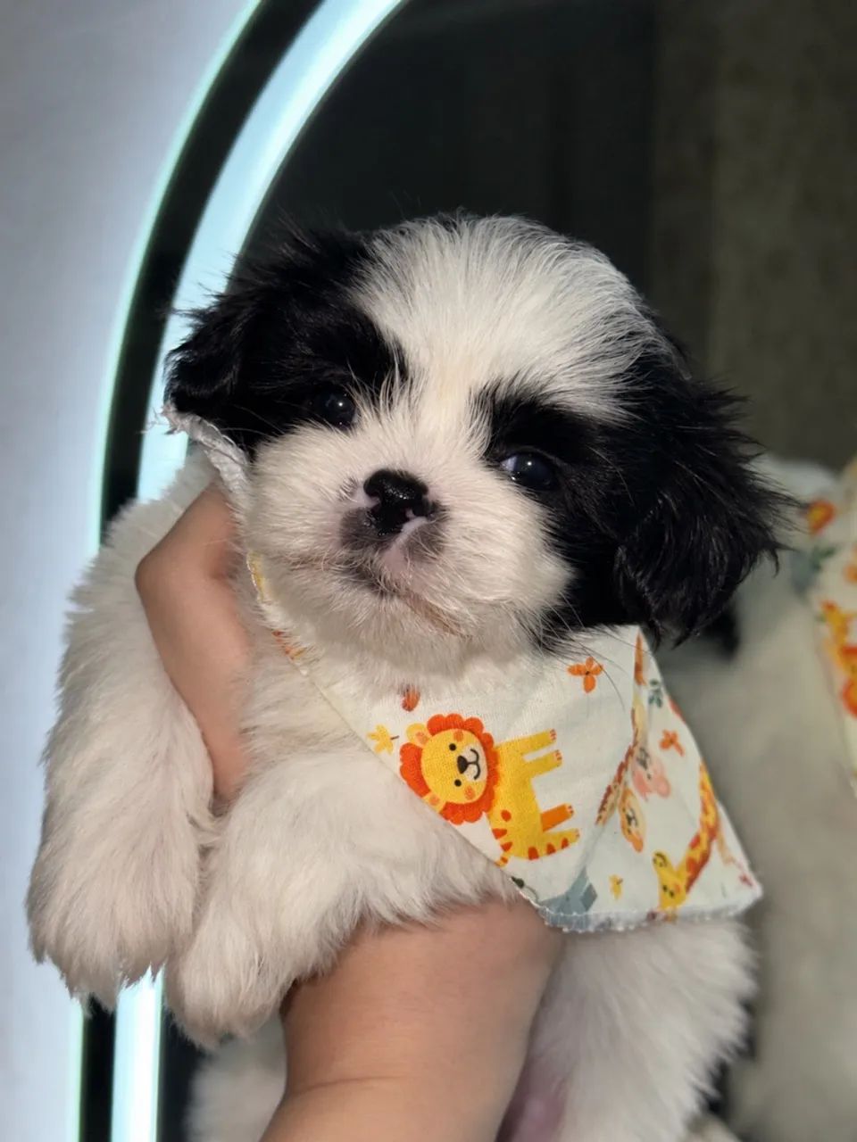 Shihtzu pronta entrega!!