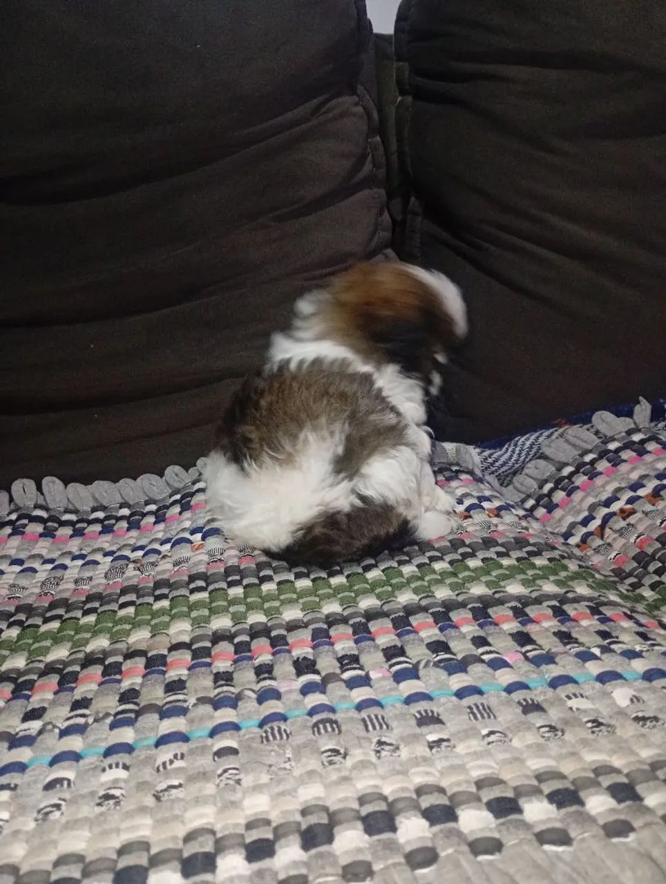 Cachorro  - Foto 2