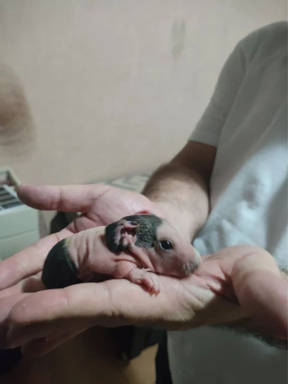 Vende se porquinho da índia  - Foto 2