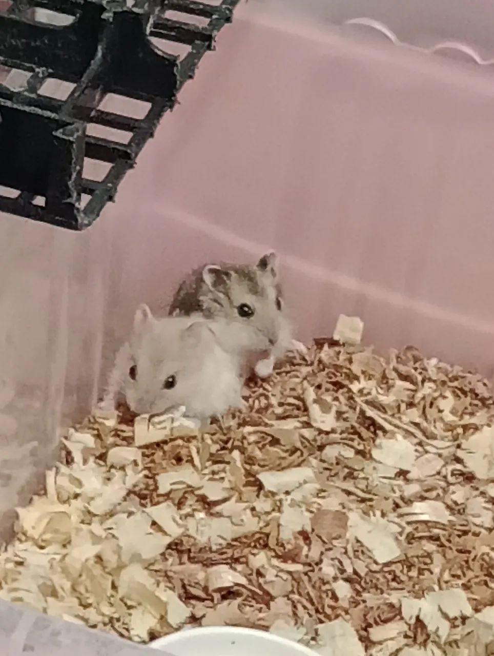 Hamsters Sírios e Russos 