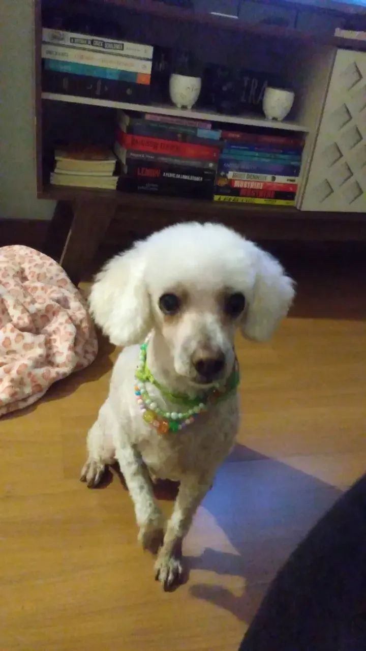 Cuidar de  pet   - Foto 2