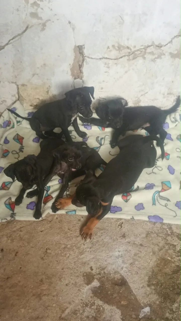 Filhote Pinscher - Foto 2