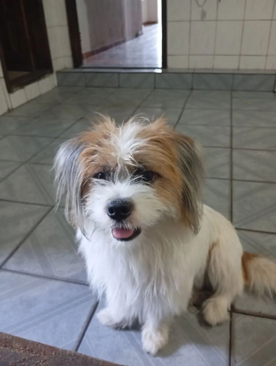 Cachorro para adoção  - Foto 2