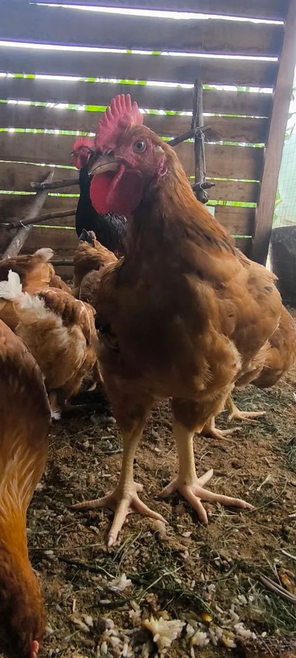 Galo Embrapa 51 - Foto 5