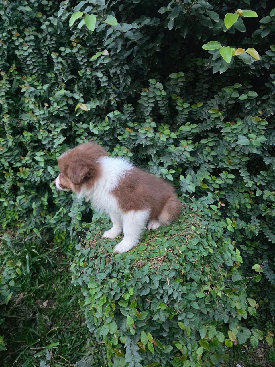 Filhote de Border Collie com pedigree cbkc - Foto 4