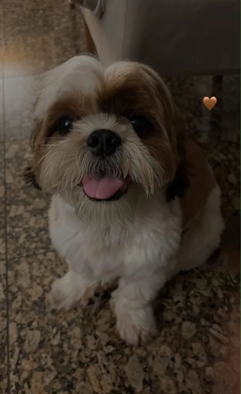 Doação de cachorro  - Foto 3