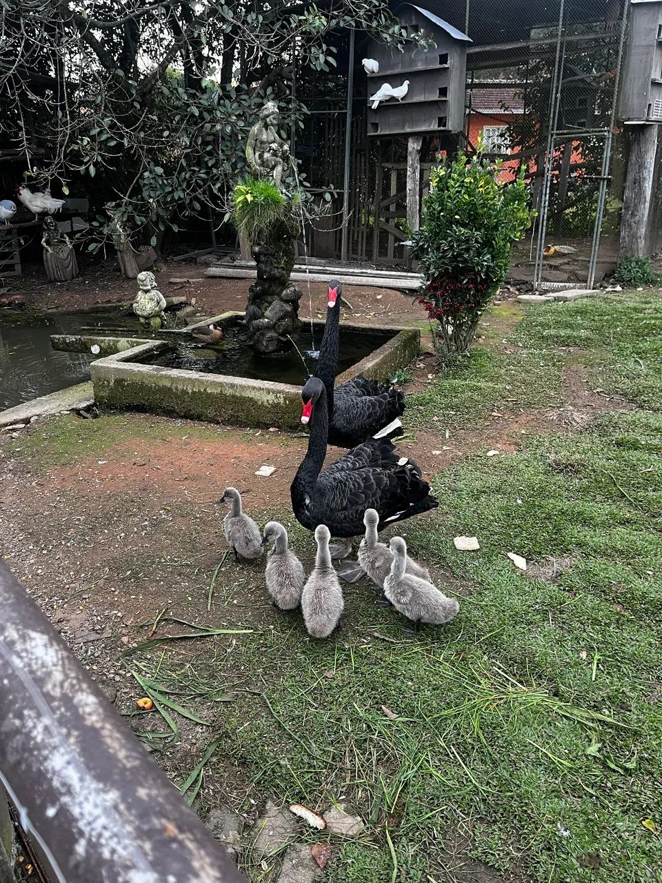 Cisne negro  - Foto 2