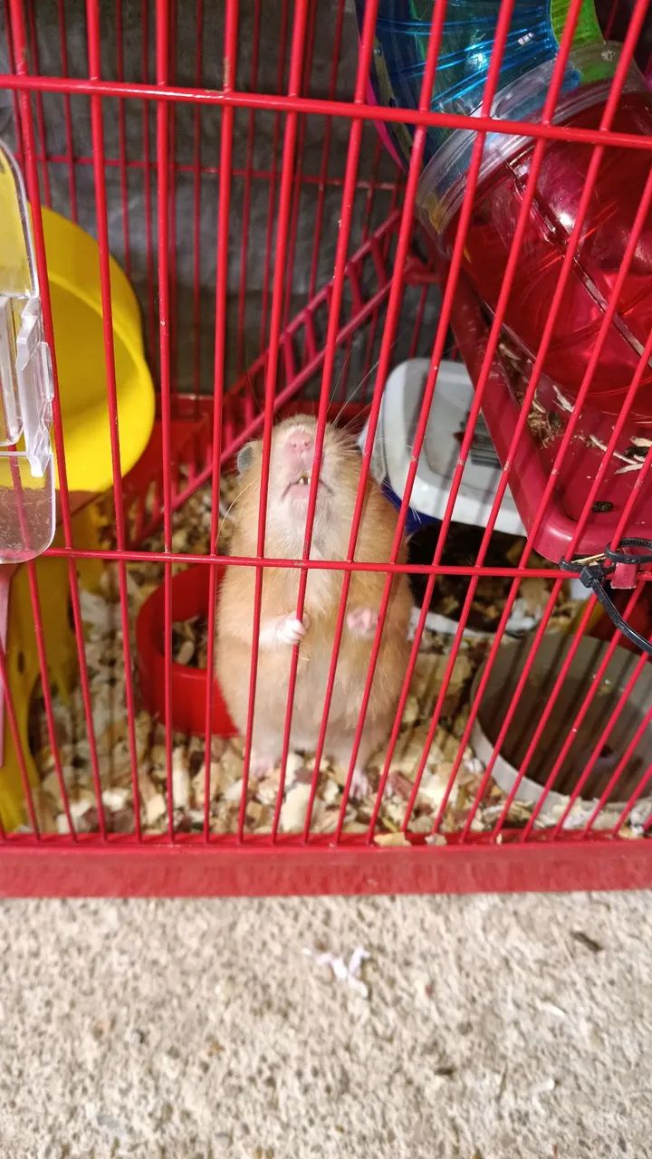 Hamester  - Foto 5