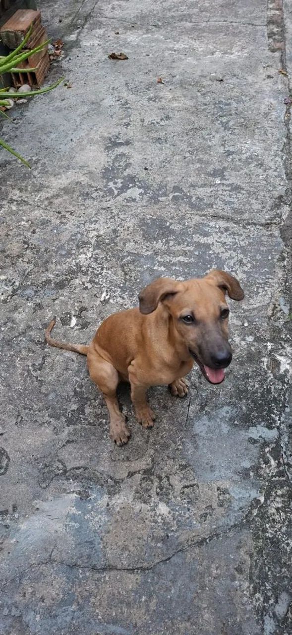 Adoção responsável  - Foto 3