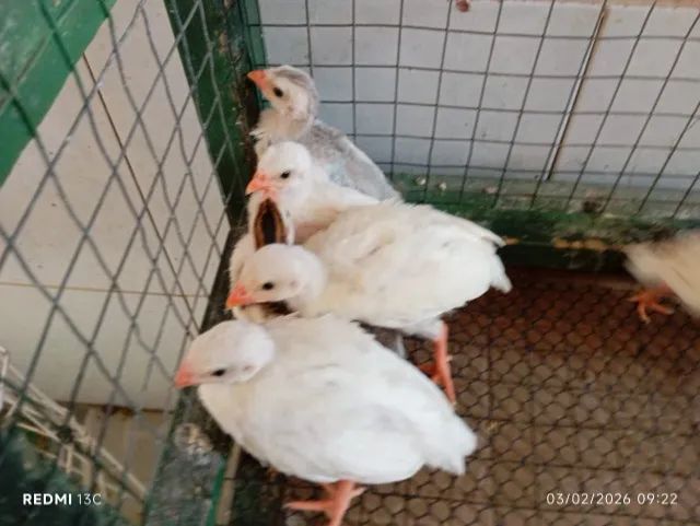 Capotes albinos  - Foto 3