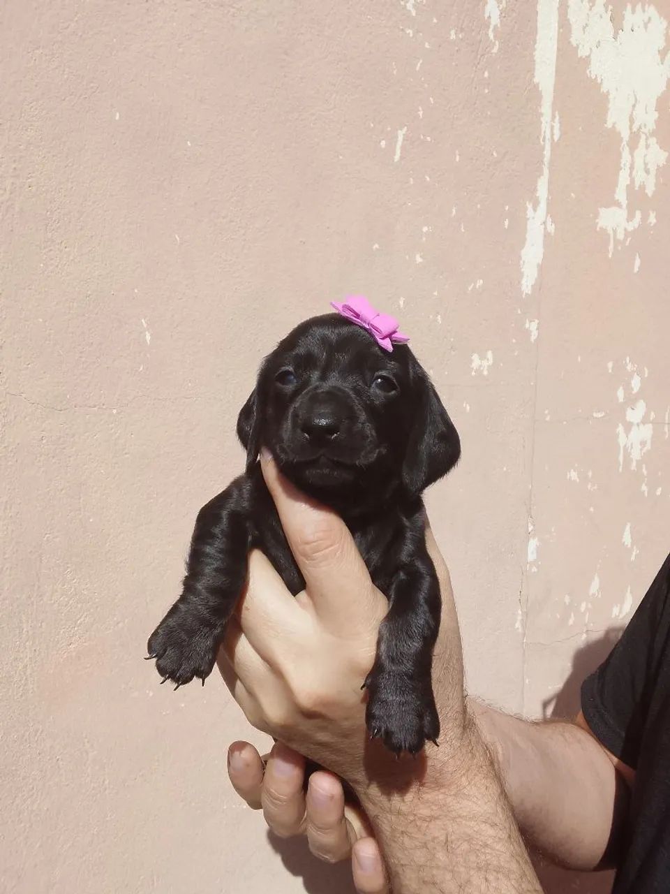 Vende-se cachorro salsicha  - Foto 2