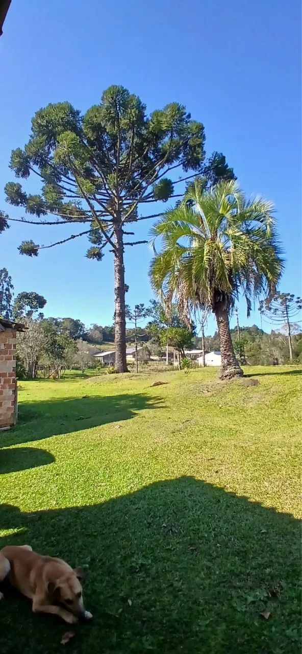 Foto - Curitiba - Xaxim