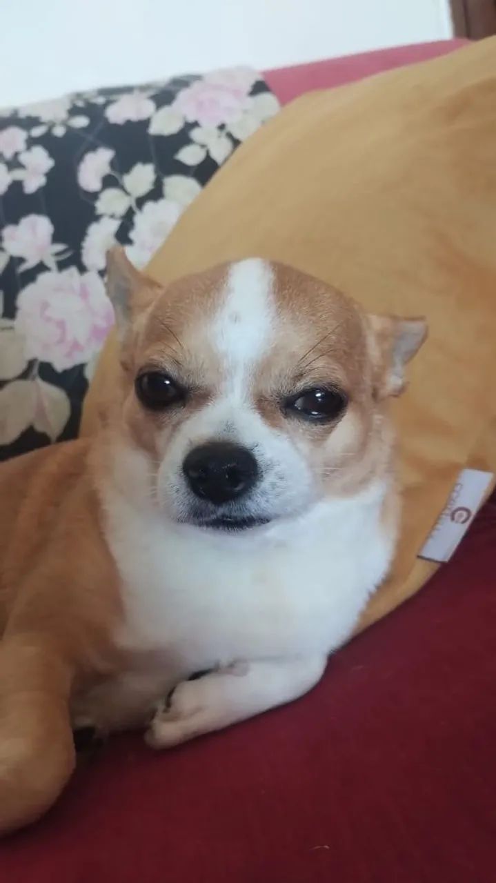 Chihuahua procura namorada - Foto 3