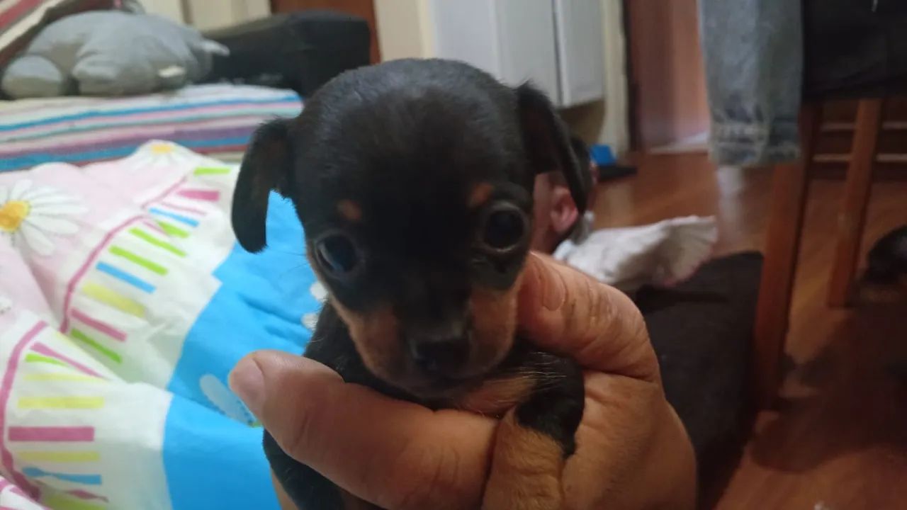 Cachorro pinscher zero - Foto 2