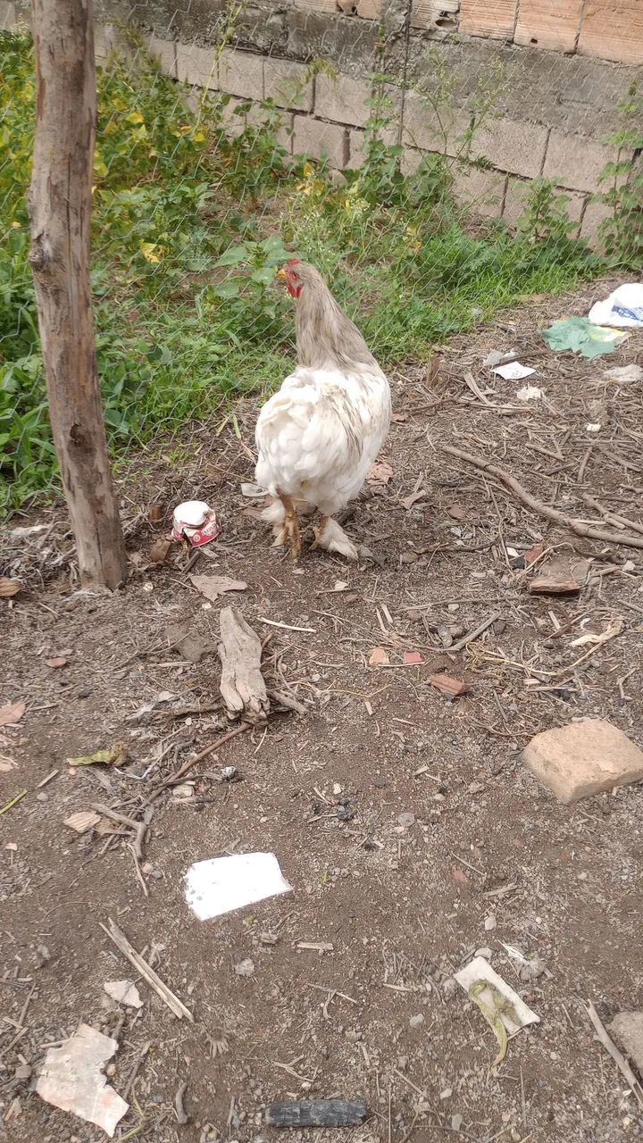 Galo  - Foto 3