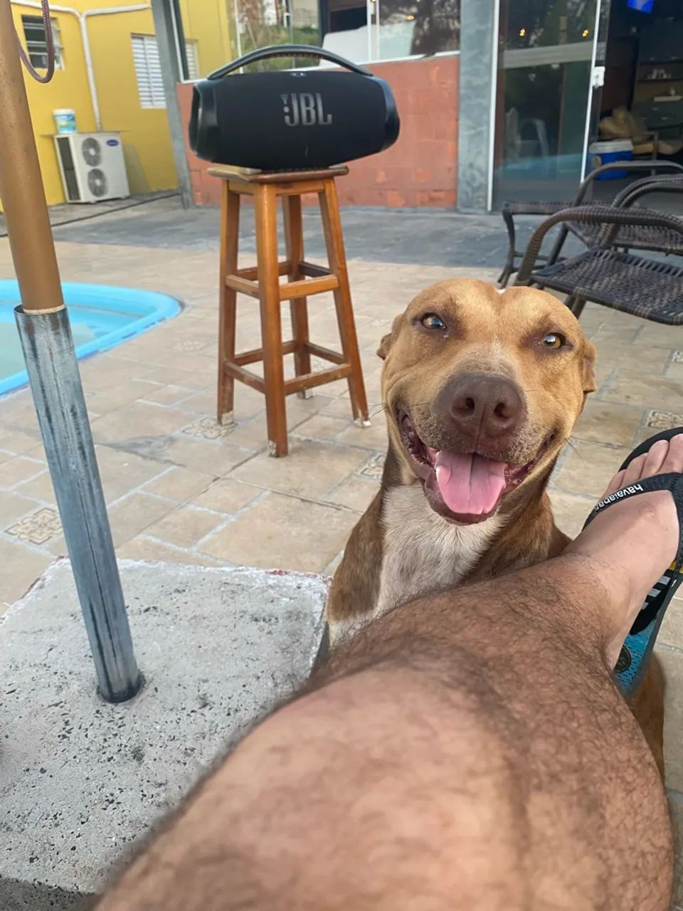 Cachorro pitbull adoção dócil 
