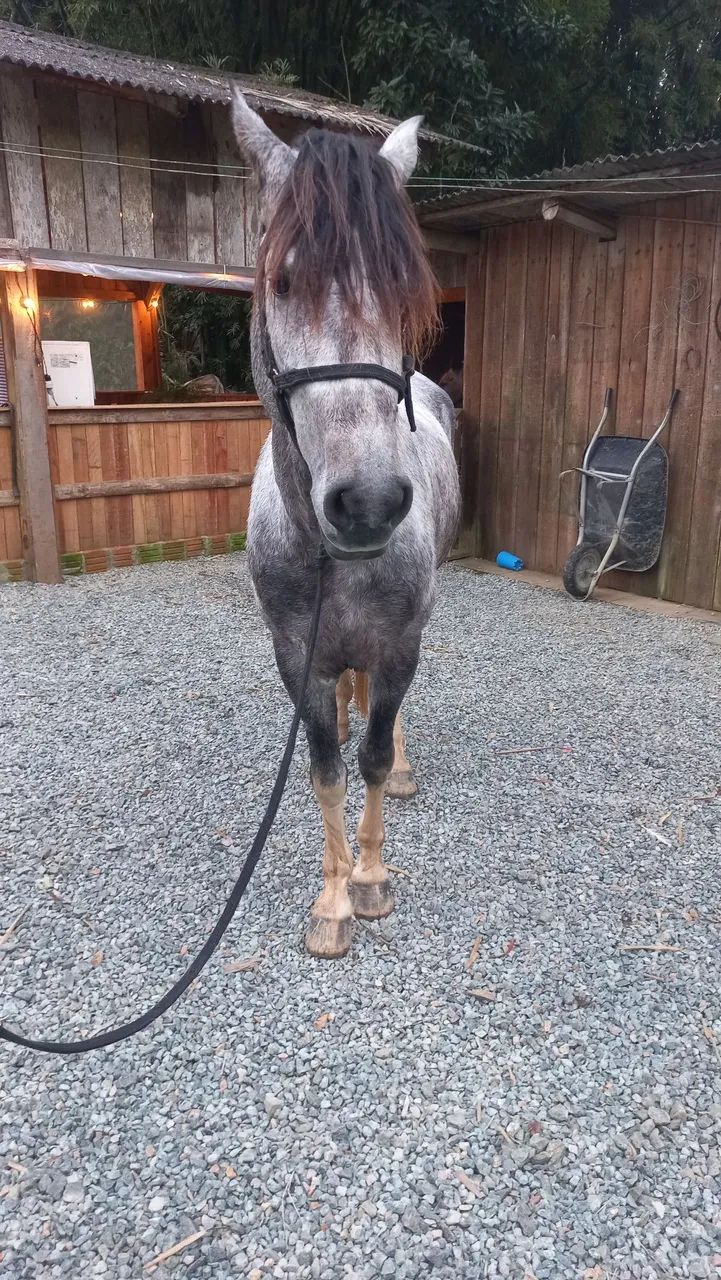 Cavalos mangalarga  - Foto 2