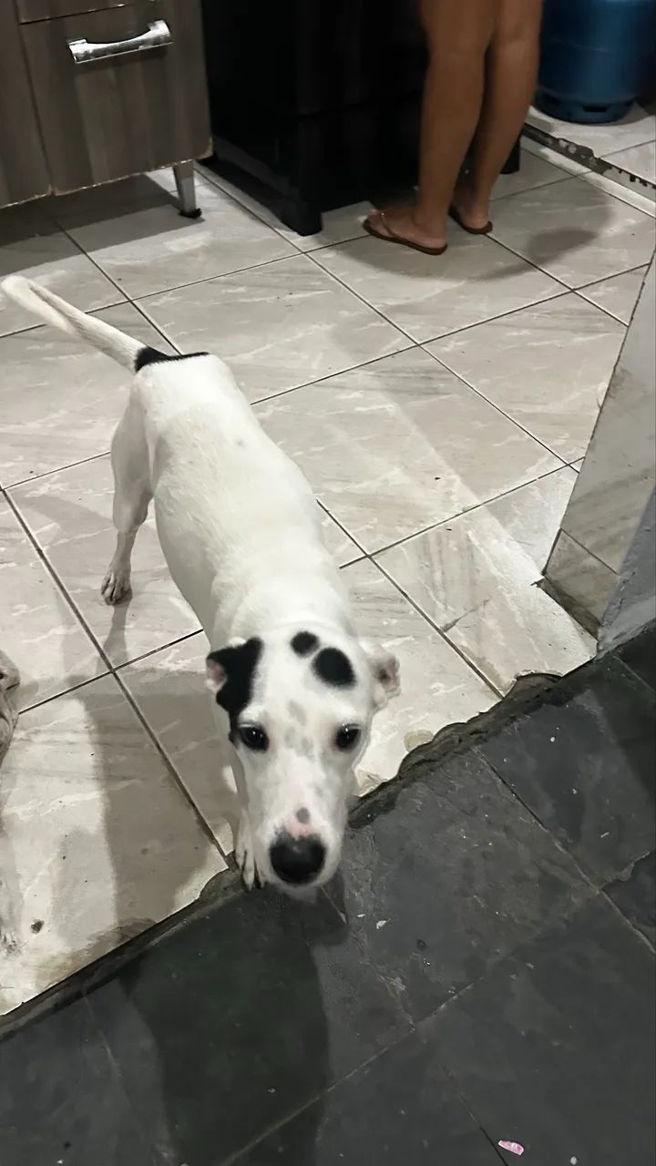 Doação de pet  - Foto 5