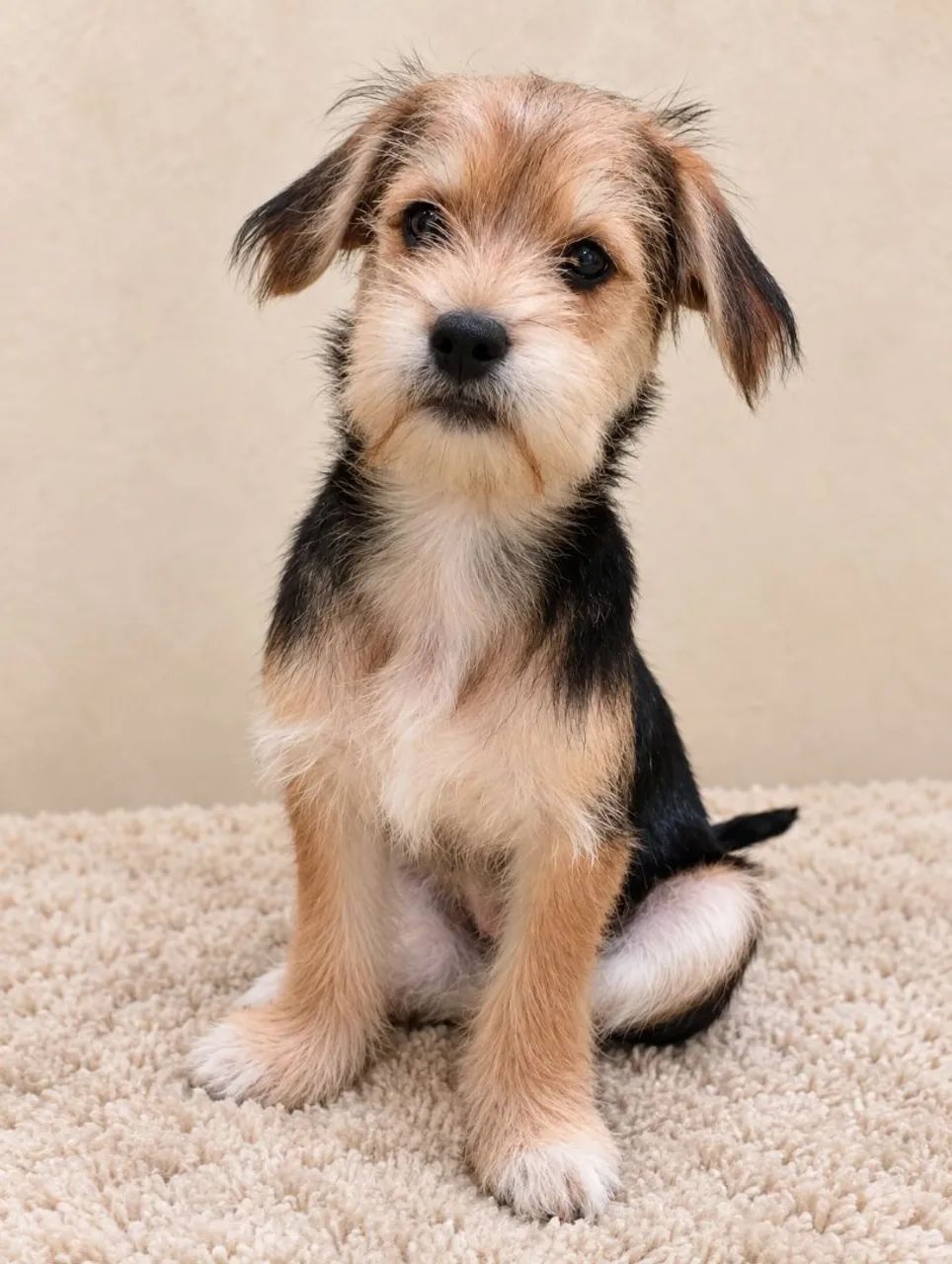 Vendo este cachorro