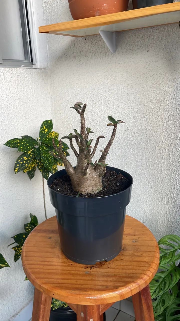 Rosa do deserto Arabicum  - Foto 4