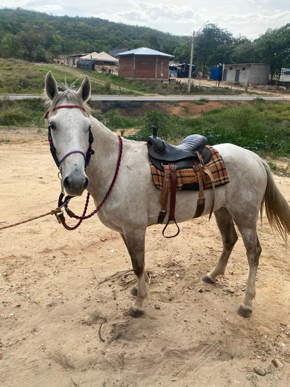 Cavalo  - Foto 2