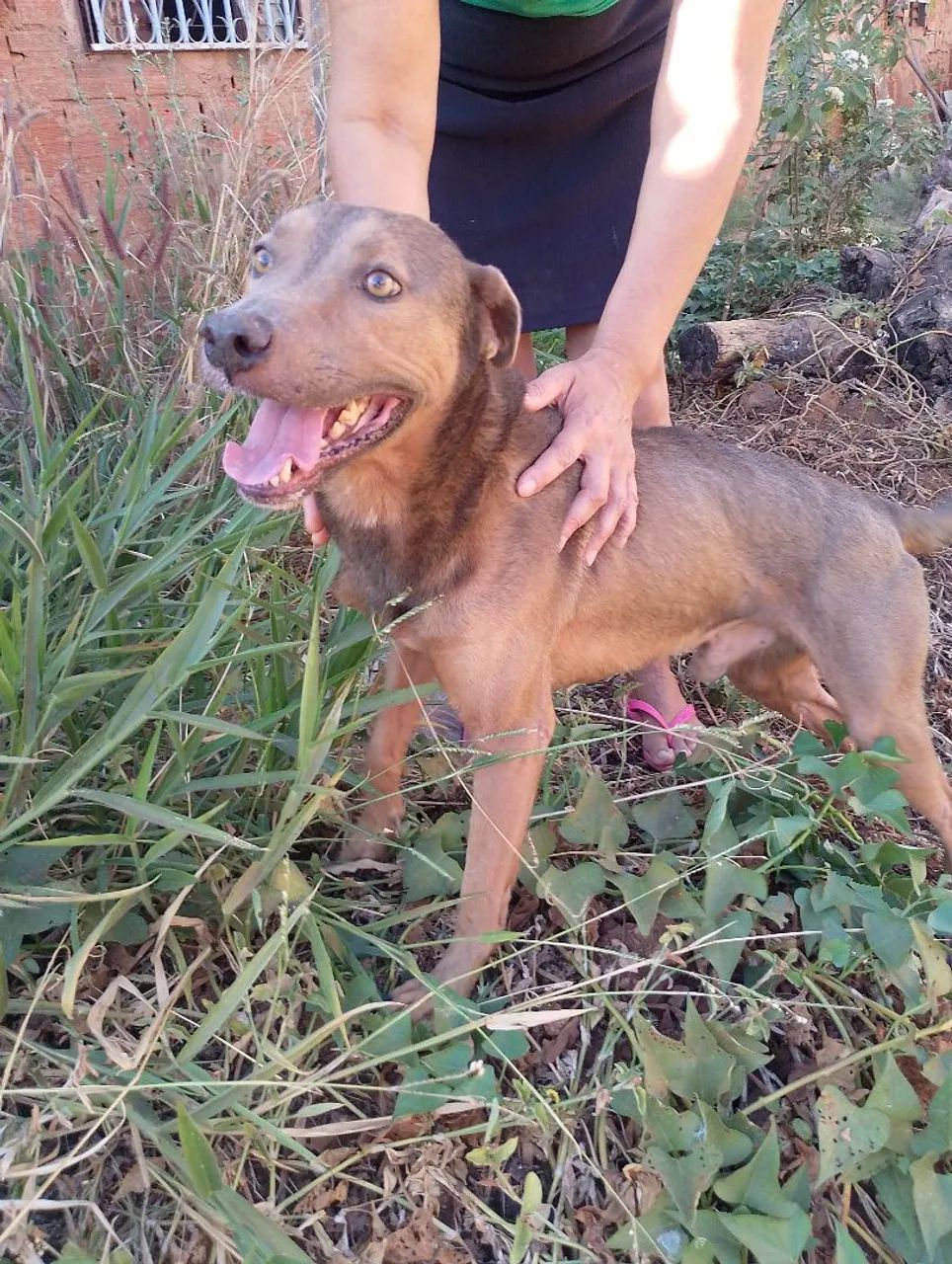 Doação de Cachorro! - Foto 2
