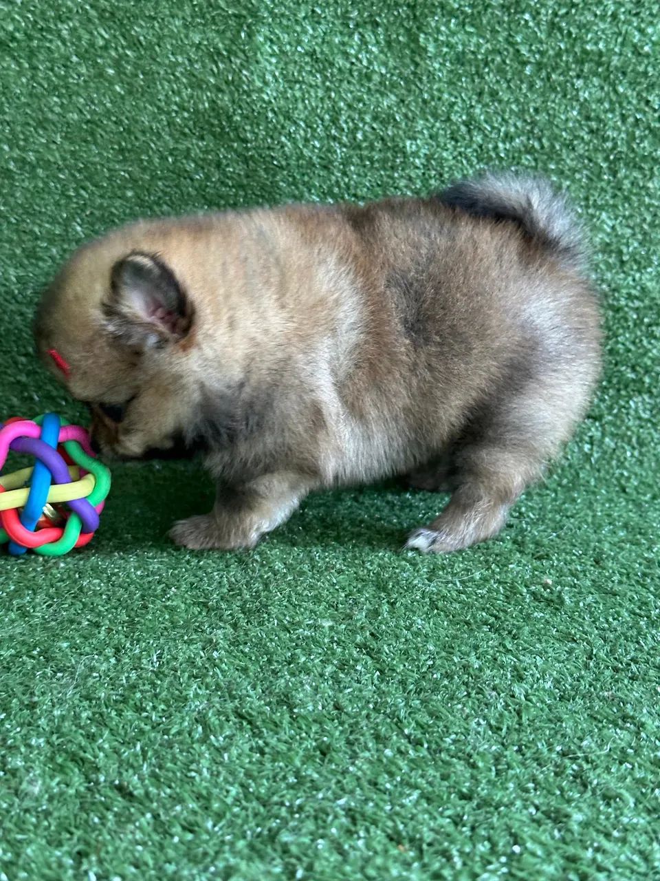 Spitz alemão anão  - Foto 4