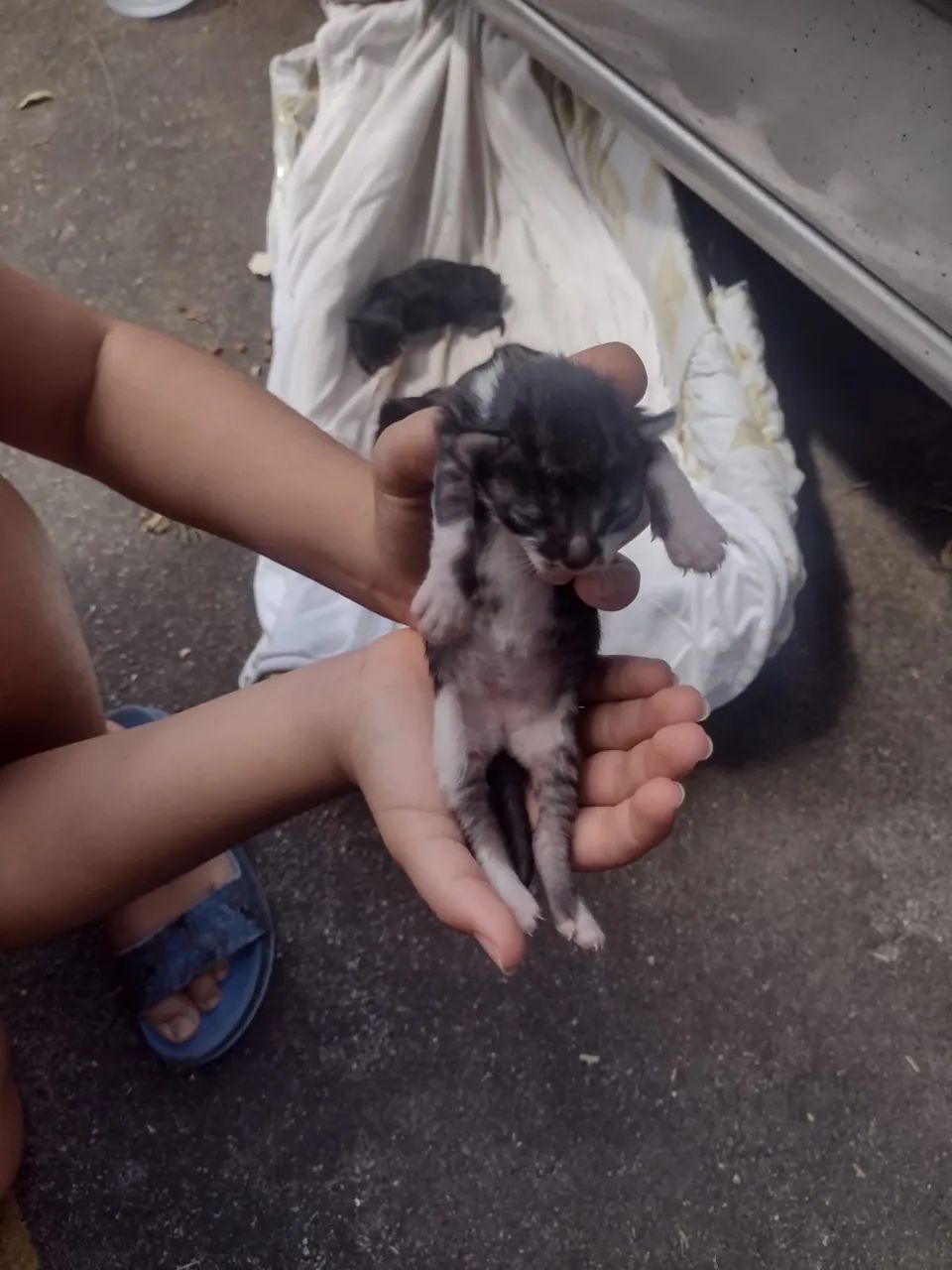 Gatinhas  para doação 