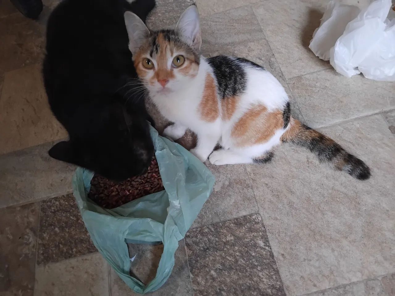 Gatinha para doação 