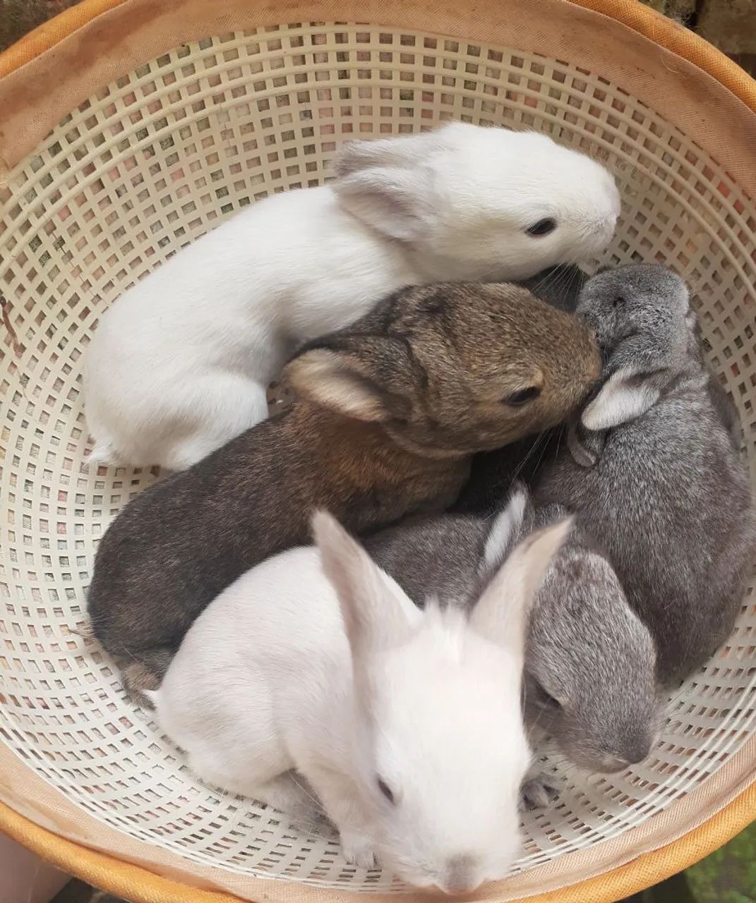 Coelhos gigante 