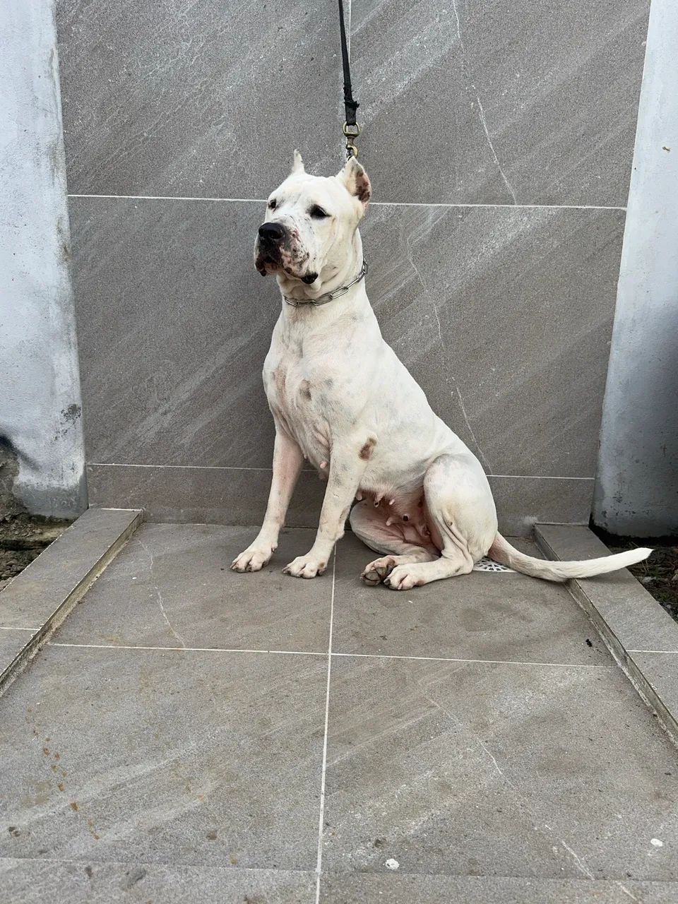 MATRIZ DOGO ARGENTINO  - Foto 3