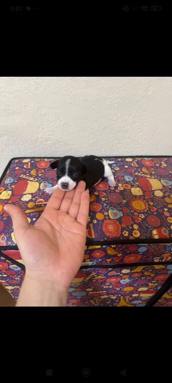 pinscher machinho  - Foto 2