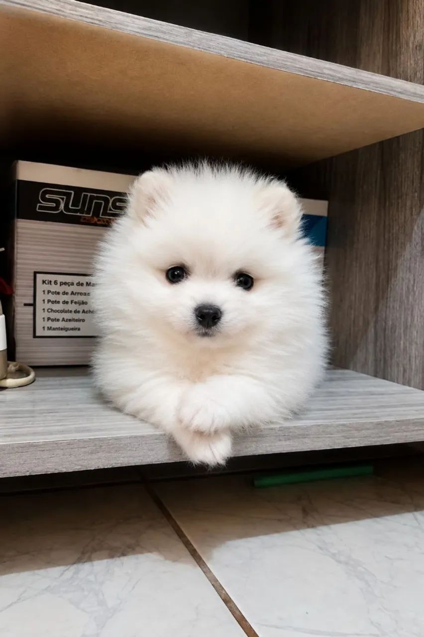 Spitz alemao - Foto 2