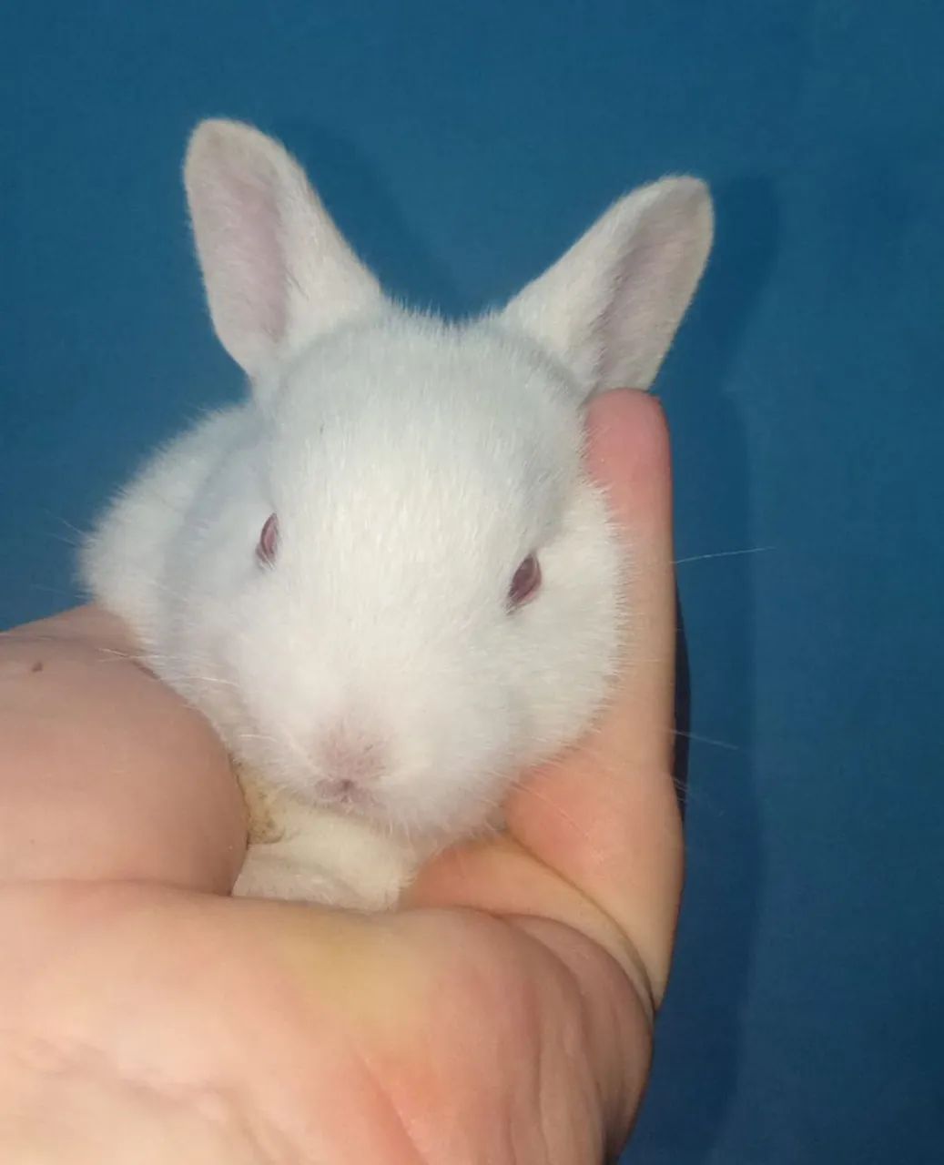 Coelhinhos