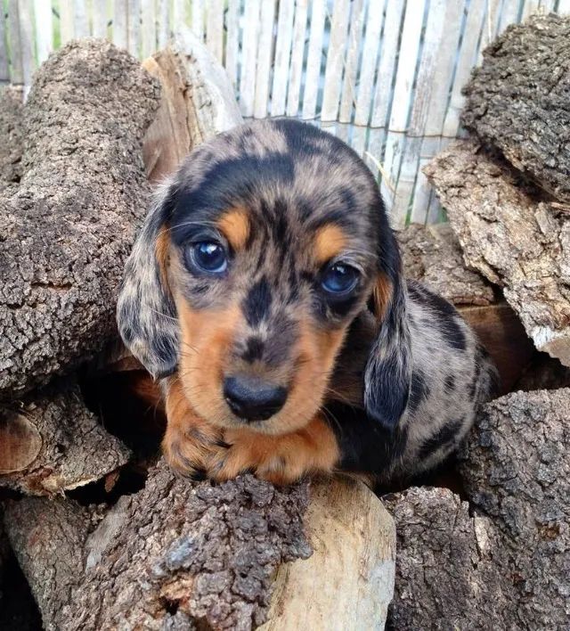 Dachshund Perfeito Para Quem Busca Afeto
