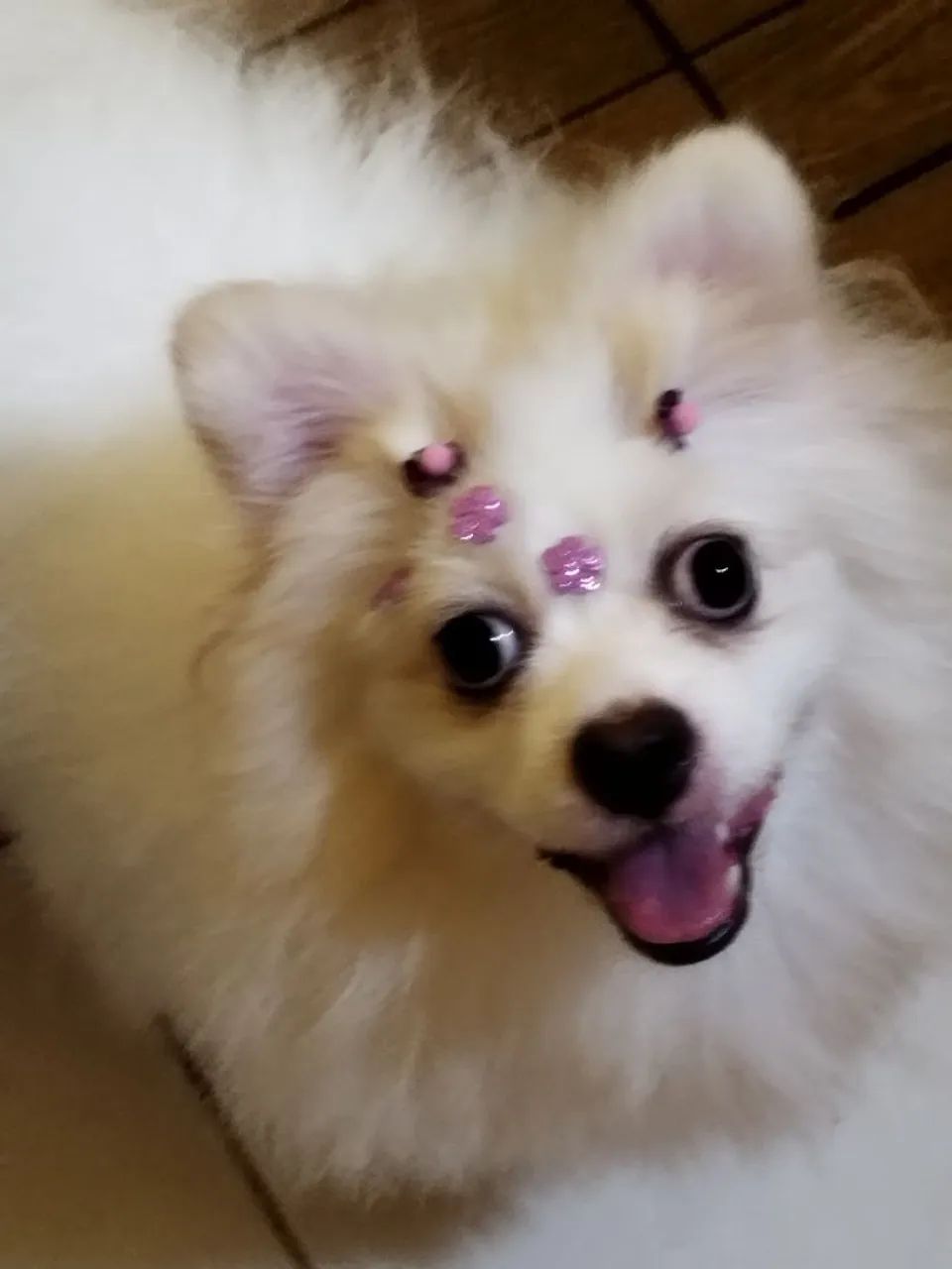 Spitz alemão fêmea  - Foto 4