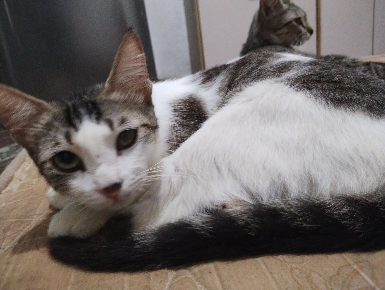 Gatos - Foto 3