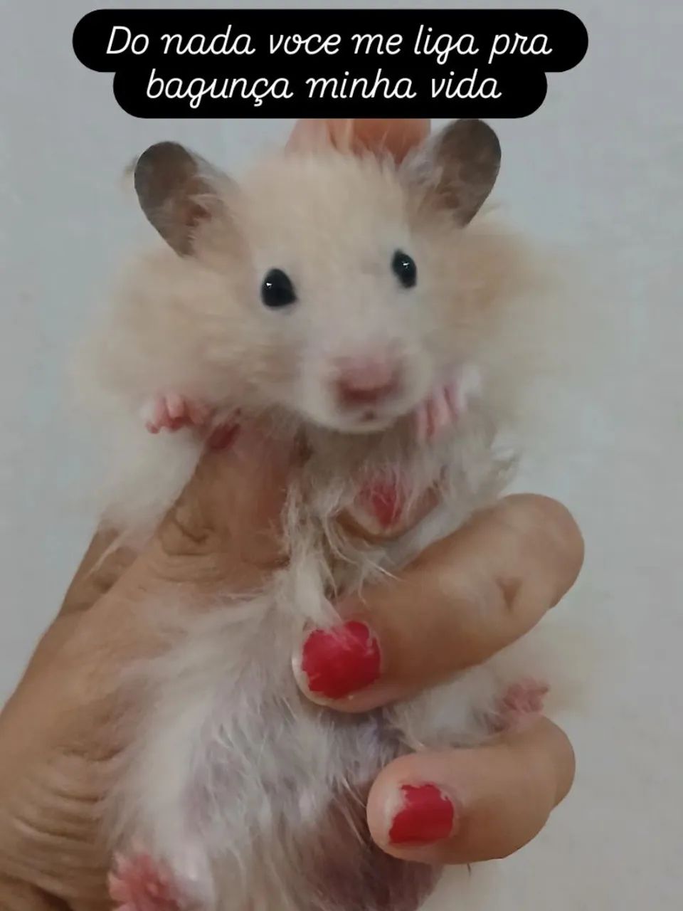 Hamster Sirio Angorá macho - Foto 2