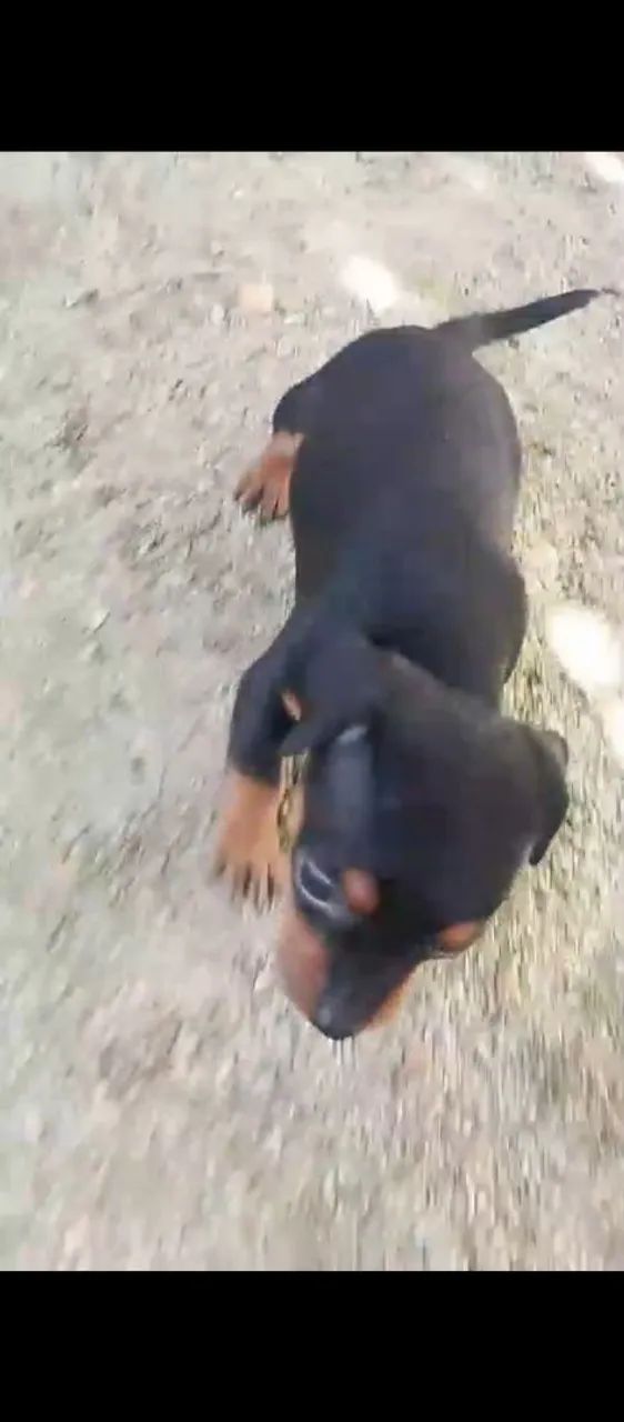Pinchi zero com 1 - Foto 2