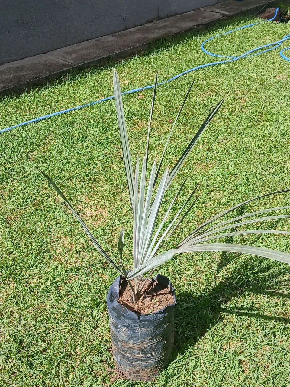 Palmeira Azul prontas pra plantar - Foto 5