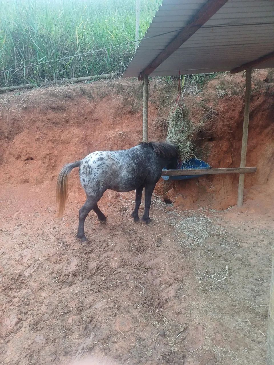 Mini pônei  - Foto 2