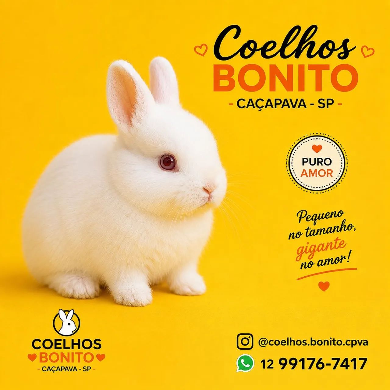 Coelho anão netherland dwarf Albino  - Foto 4
