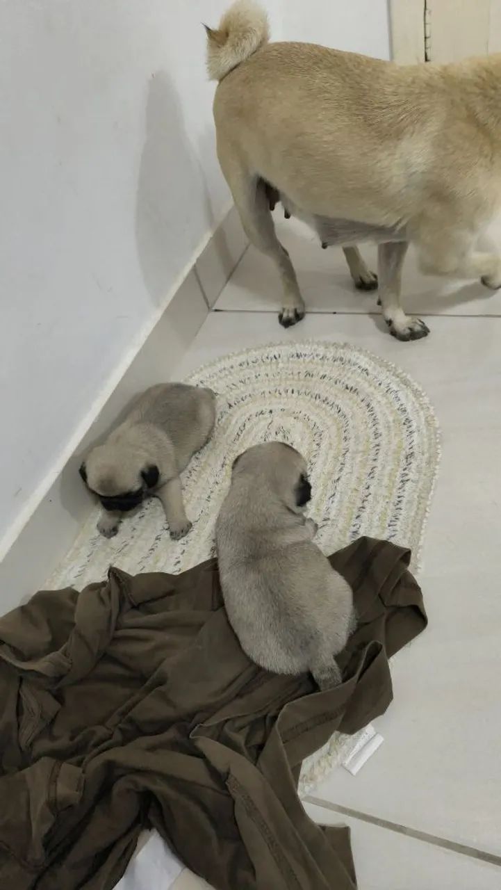Cachorro raça Pug  - Foto 5