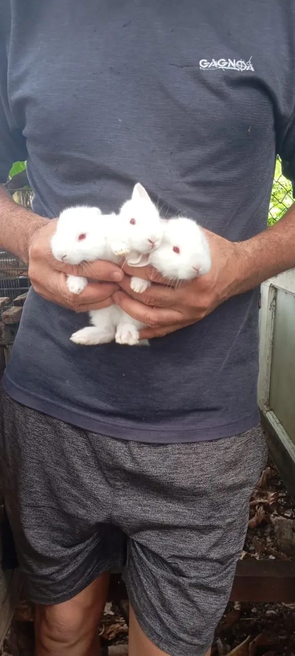 Filhotes de Coelho da Raça Nova Zelândia - Foto 5