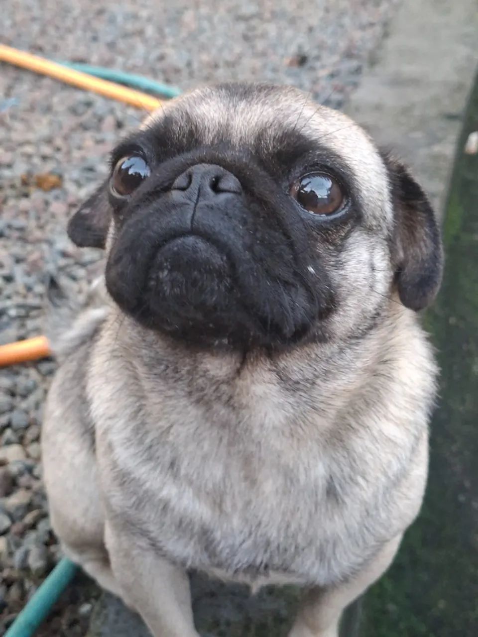 Vendo pug  - Foto 2
