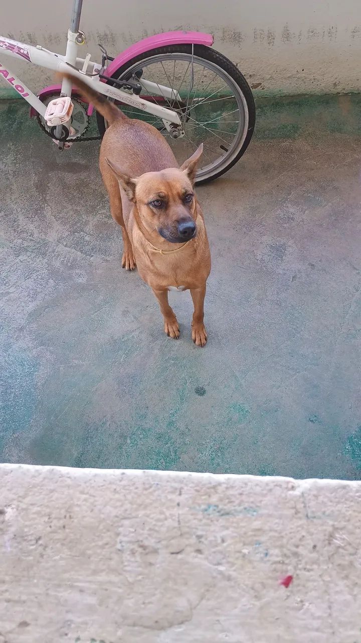 Adote cadela - Foto 2